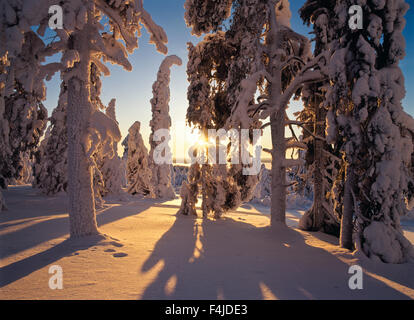 En Scandinavie, les Conifères couverts de neige Banque D'Images