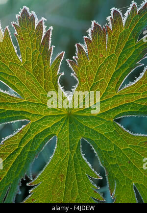 Close-up color image Crane's bill frost Géraniacées feuille feuille d'idées songe d'aucun peuple fleurs plantes à l'extérieur de la Scandinavie Banque D'Images
