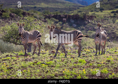 Troupeau de zèbres par Etendeka Mountain Lodge, Namibie, Afrique Banque D'Images