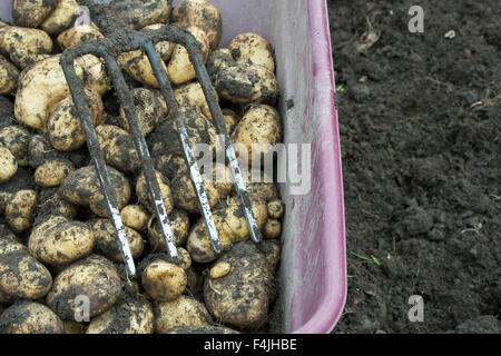 Les pommes de terre récoltées et jardin fourchette dans une brouette Banque D'Images