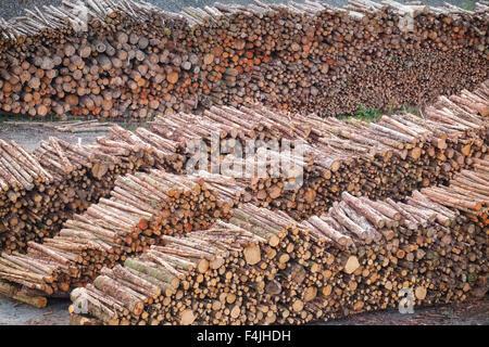 Le bois empilé dans un parc à bois On Wenlock Edge, Shropshire, England, UK Banque D'Images