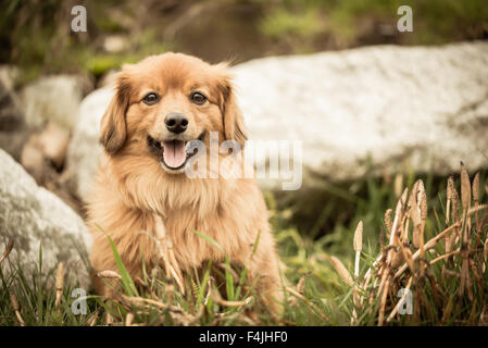 Portrait de chien Pomeranian - Chien Teckel & Cross Banque D'Images