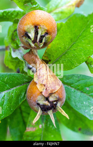 Mespilus germanica, connu sous le nom de fruits de l'arbre médlar ou médlar commun sur la branche Banque D'Images