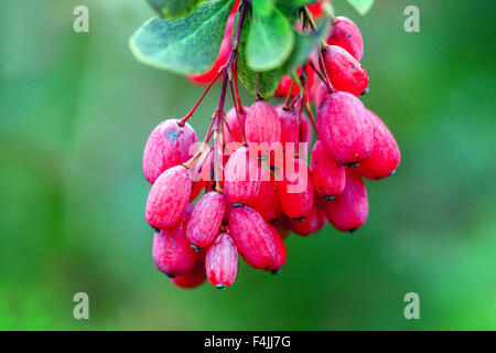 Berberis 'pachyacantha Zabeliana', baies d'automne Banque D'Images