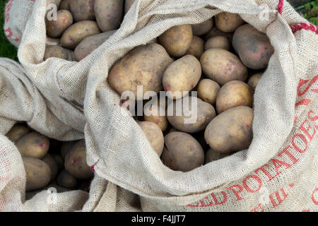 Pommes de terre récoltés dans des sacs de jute Banque D'Images