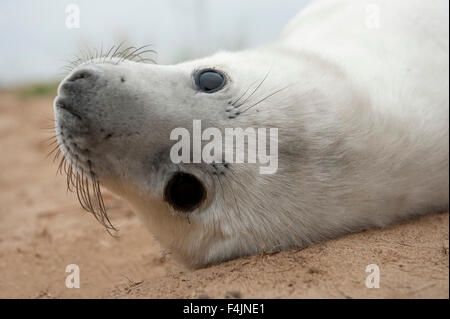 Phoque gris Halichoerus grypus Donna Nook UK Banque D'Images