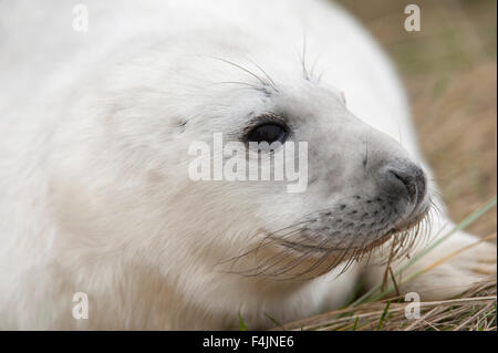 Phoque gris Halichoerus grypus Donna Nook UK Banque D'Images