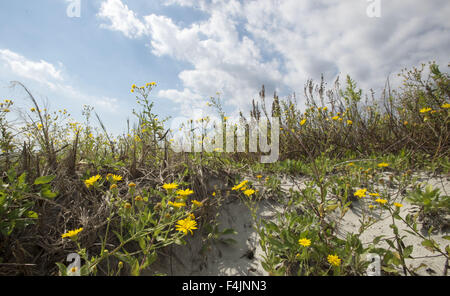 Folly Beach, Caroline du Sud, USA. 17 Oct, 2015. Les dunes le long de Folly Beach en Caroline du Sud sont protégés par des panneaux de signalisation annonçant un investissement de 200 dollars d'amende pour quiconque serait pris à marcher dans les zones protégées. Garder les dunes, ainsi que l'herbe douce, fleurs et arbustes conserve intacte la faune non seulement sécuritaire, mais conserve également une grande partie de sable nécessaires à la place où les maisons et les biens s'asseoir juste quelques pieds au-dessus du niveau de la mer. Un simple bien placé trois pieds de haut de rétention du sable de clôture piquets reliés par fil est la première ligne de défense contre les hautes marées non seulement, les tempêtes, les ouragans et les vents, mais aussi Banque D'Images