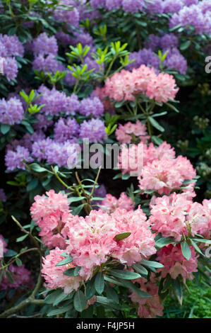 Rose et violet rhododendrons Banque D'Images