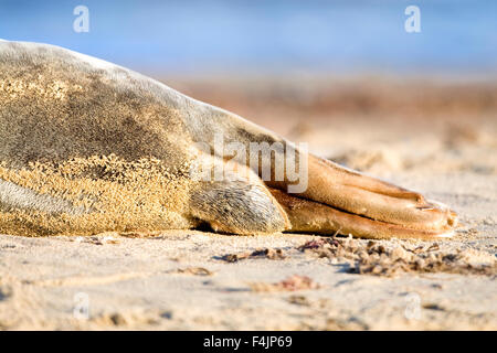 Sur le Phoque gris - Halichoerus grypus Banque D'Images