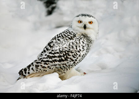 Le harfang des neiges (Bubo scandiacus) dans la neige Banque D'Images