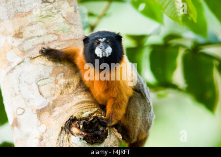 L'Amérique avance image couleur brun noir jour curieux face à l'Équateur à feuillage vert fourrure look jungle illustration horizontale mammifères Banque D'Images