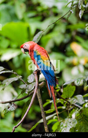 Nord grand oiseau de la direction générale de l'image couleur bleu dense jour Equateur feuillage vert vert jungle horizontale multicolore aucun peuple Banque D'Images