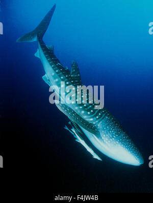 Whaleshark Banque D'Images