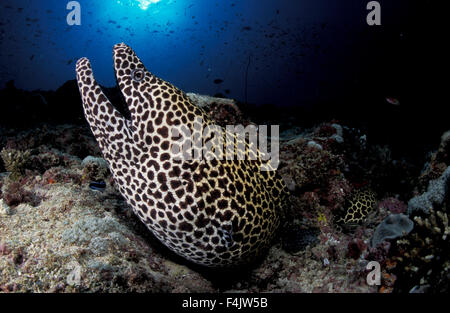 Gymnothorax favagineus murène nid d Banque D'Images