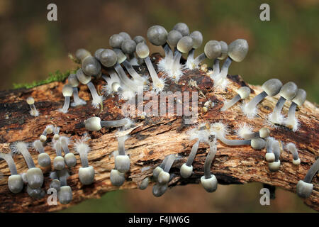 Angel's Bonnet Mycena arcangeliana Banque D'Images