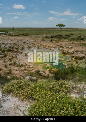 Paysage dans le parc national d'Etosha, Namibie, Afrique Banque D'Images