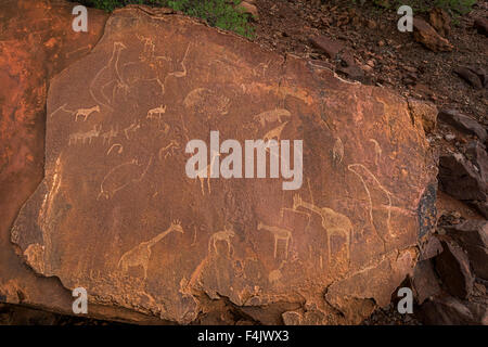 Petroglyph ou gravures, Twyfelfontein, UNESCO World Heritage Site, Namibie, Afrique Banque D'Images