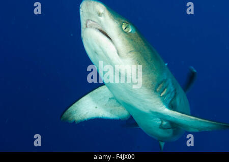 Whitetip Reef Shark Banque D'Images