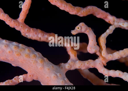 Hippocampe pygmée Banque D'Images