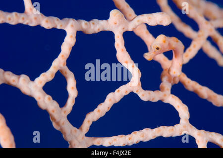 Hippocampe pygmée Banque D'Images