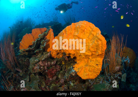 Éponge orange avec diver Banque D'Images