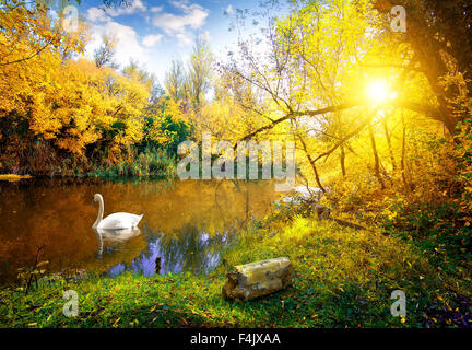 Cygne sur le lac blanc en forêt d'automne Banque D'Images