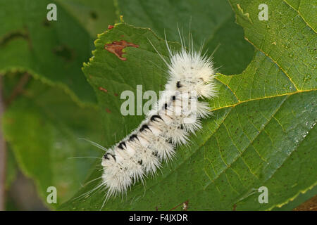Caterpillar à hickory blanc Banque D'Images
