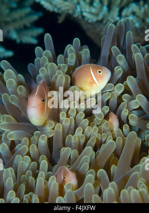 La famille poisson clown Banque D'Images