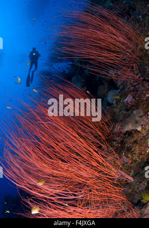 Seascape : fouet rouge d'éventails de mer Banque D'Images
