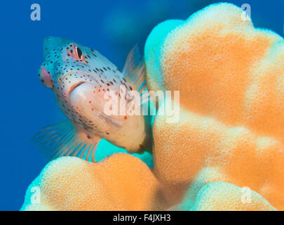 Forster a hawkfish Banque D'Images