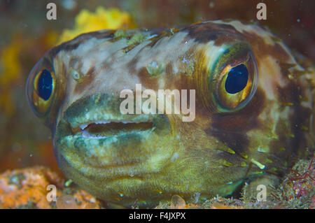 Balloonfish Banque D'Images