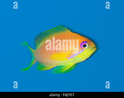 Anthias Banque D'Images