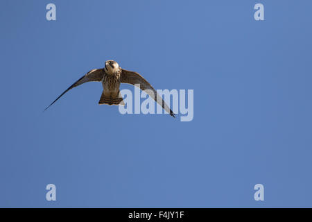 Eurasienne juvénile hobby (Falco subbuteo) insectes hawking sur les bassins dans les West Midlands, Angleterre, Royaume-Uni. Banque D'Images