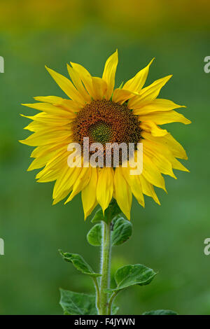 Politique du tournesol (Helianthus annuus) floraison dans domaine Banque D'Images