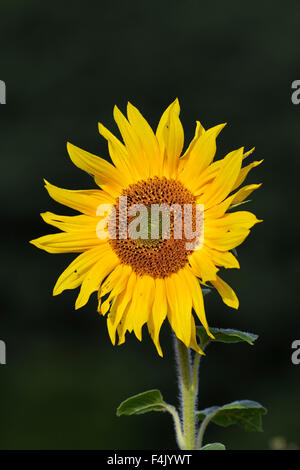 Politique du tournesol (Helianthus annuus) floraison dans domaine Banque D'Images