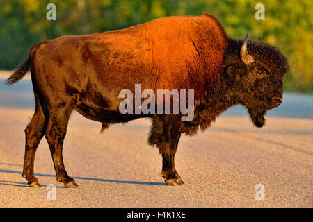 Wood Buffalo Bisons d'Amérique (Bison bison athabascae), Fort Providence, Territoires du Nord-Ouest, Canada Banque D'Images