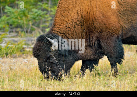 Wood Buffalo Bisons d'Amérique (Bison bison athabascae) Bull, en bordure de la rivière Mackenzie gestion Wood Buffalo, Territoires du Nord-Ouest, Canada Banque D'Images