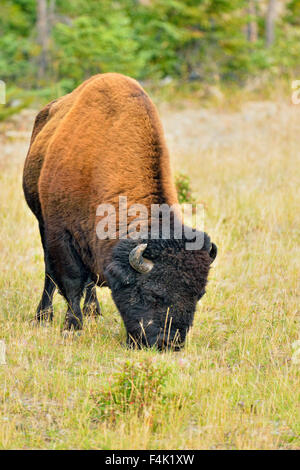 Wood Buffalo Bisons d'Amérique (Bison bison athabascae) Bull, en bordure de la rivière Mackenzie gestion Wood Buffalo, Territoires du Nord-Ouest, Canada Banque D'Images