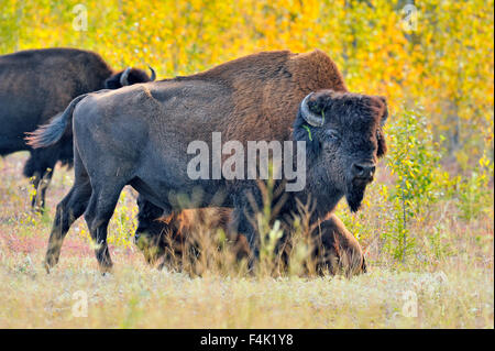 Wood Buffalo Bisons d'Amérique (Bison bison athabascae), Fort Providence, Territoires du Nord-Ouest, Canada Banque D'Images