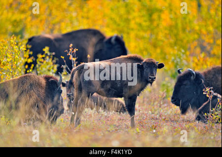 Wood Buffalo Bisons d'Amérique (Bison bison athabascae), Fort Providence, Territoires du Nord-Ouest, Canada Banque D'Images