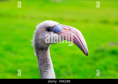 Flamingo bébé poussin, Costswold Birdland oiseau. Banque D'Images