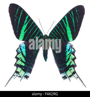 Urania leilus butterfly