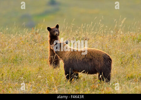 Ours noir (Ursus americanus)), Waterton Lakes National Park, Alberta, Canada Banque D'Images