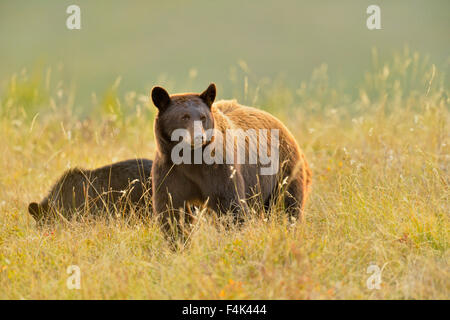 Ours noir (Ursus americanus)), Waterton Lakes National Park, Alberta, Canada Banque D'Images