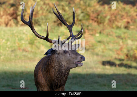 Red Deer Stag avec un choucas sur son dos. Banque D'Images