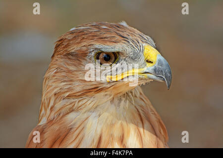 Long legged buzzard Banque D'Images