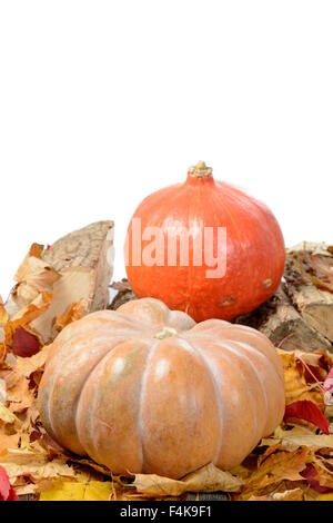 Plusieurs citrouilles sur feuilles d'automne sur un fond blanc Banque D'Images