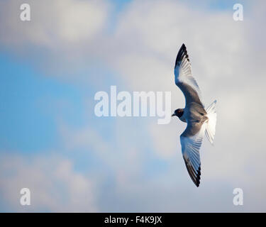 Mouette à queue hirondelle (Creagrus furcatus) volant avec des ailes étirées Banque D'Images