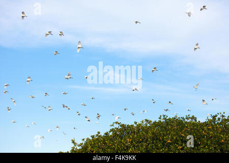 Aigrettes de bétail survolant la forêt de mangroves rouges (Bubulcus ibis) Banque D'Images